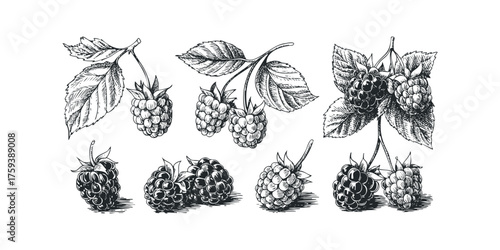 Blackberry Bramble and Leaf Sketch Collection