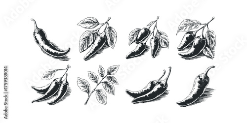 Eight hand-drawn chili pepper illustrations with leaves