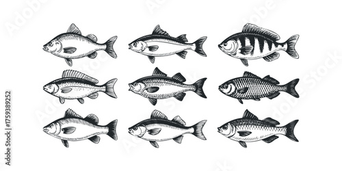 Nine Finely Detailed Fish Species Sketches Isolated on White