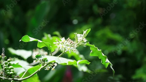 Fresh blooming white flowers of Eggplant or Turkey berry in the wind of garden