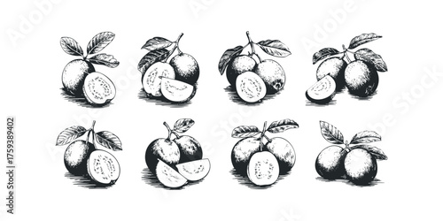 Group of Tropical Fruit Guava with Leaves and Slices