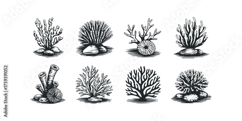 Collection of eight black and white coral illustrations on white