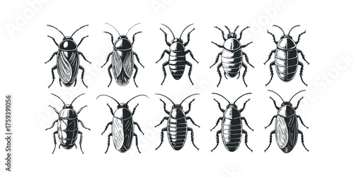 Set of detailed black and white insect illustrations