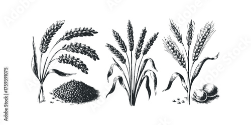 Three stalks of wheat with grain and round objects