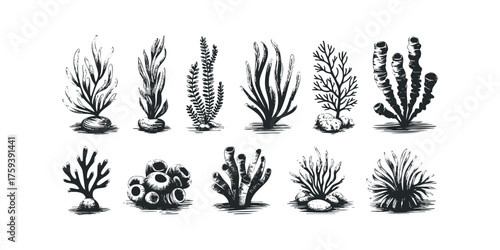 Collection of hand drawn aquatic plants and coral