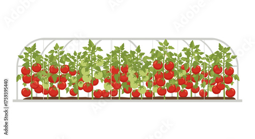 neat rows of ripe tomato bushes in a greenhouse
