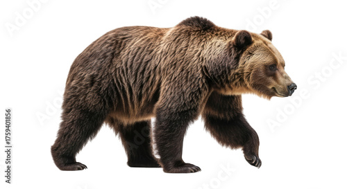 Wallpaper Mural Brown bear strides with focused gaze Torontodigital.ca