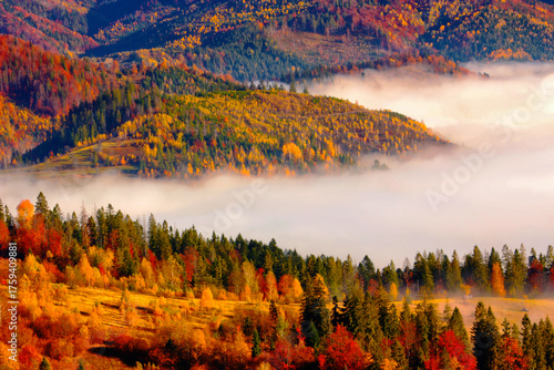 amazing autumn morning landscape, wonderful nature scene, Carpathian mountains, Lviv region, Ukraine, Europe...exclusive - this image is sell only on Adobe stock	