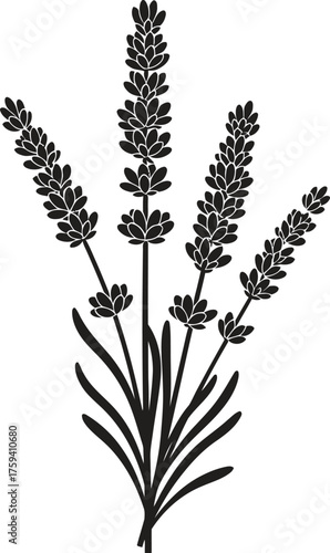 Delicate lavender sprigs displayed as a striking artistic silhouette