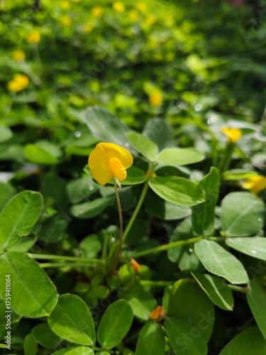 Close up bright yellow flower Perennial peanut grass blooming on branch above green leaves in morning. Another name Golden glory, Creeping forage peanut, Rhizoma peanut or Arachis glabrata.