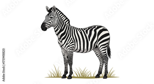 A realistic illustration of a zebra standing on grass against a white background with a simple and natural mood.