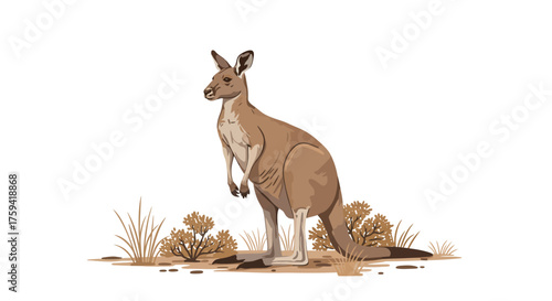 A kangaroo standing on a dirt patch with dry grass and shrubs, looking to the left, against a white background.