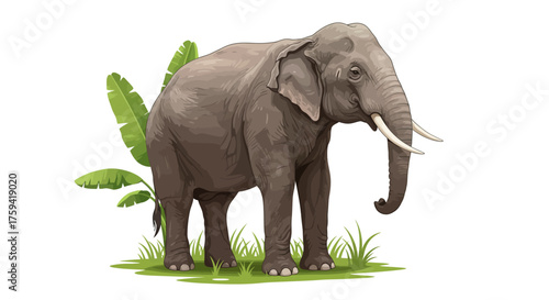 A gray elephant standing on grass with green leaves behind it on a white background.