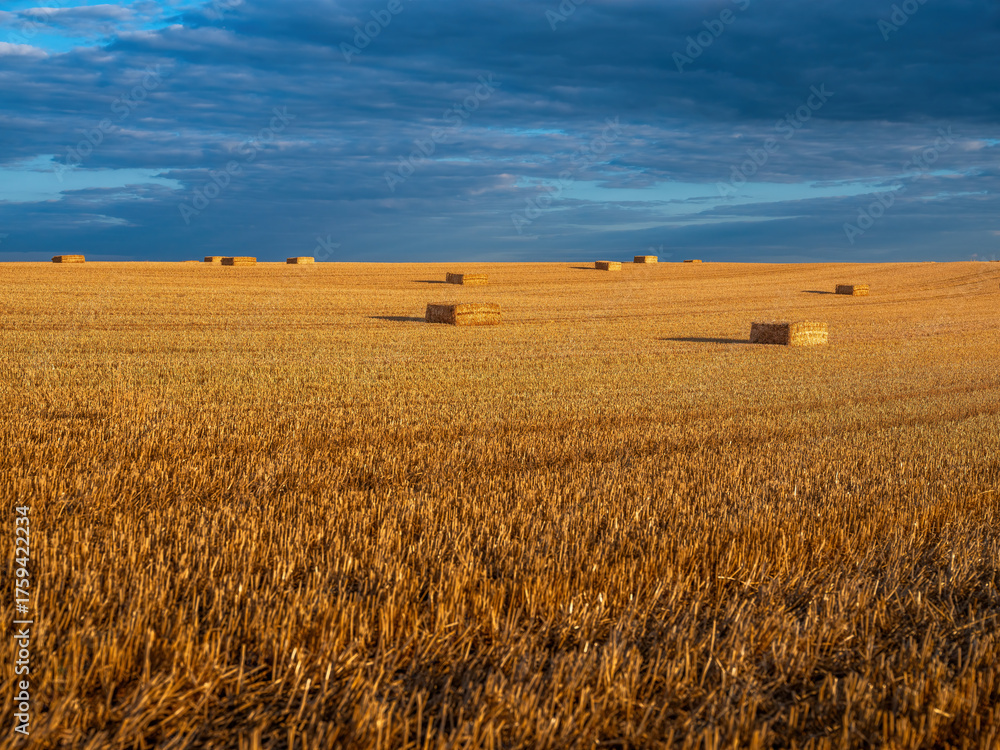 Obraz premium Hay bales resting on a harvested agricultural field golden