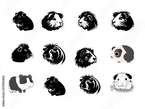 Collection of twelve diverse guinea pig portraits showcasing various breeds and markings all isolated on white background