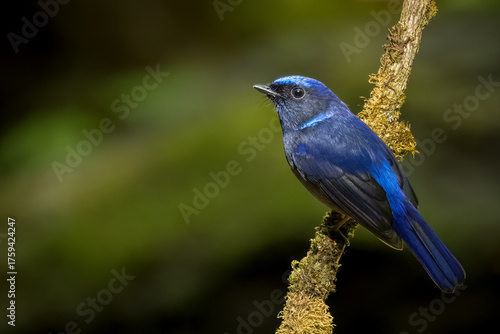  Small Niltava, Thailand