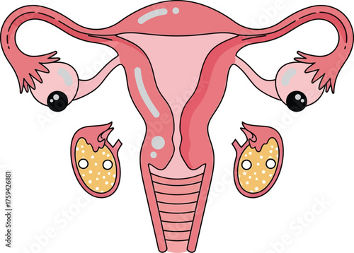 Female Reproductive System With Eyes uterus