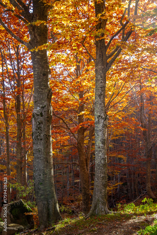 Obraz premium autumn colors, Frignano Regional Park, Lake Santo, Lake Baccio, colorful forests, Pievepelago, Modena