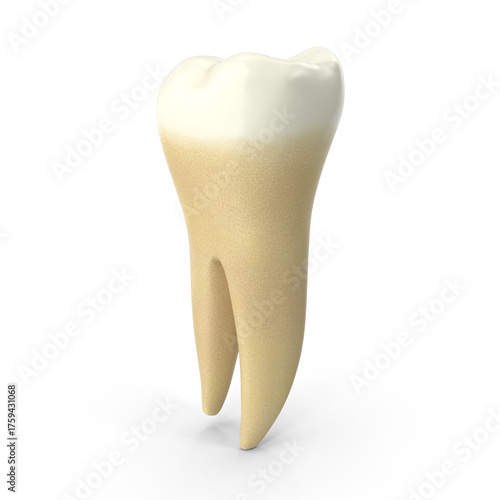 lower molar tooth , isolated PNG