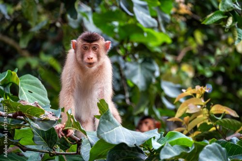 Pig Tailed Macaque monkey looking at the camera on the island of Borneo in Malaysia