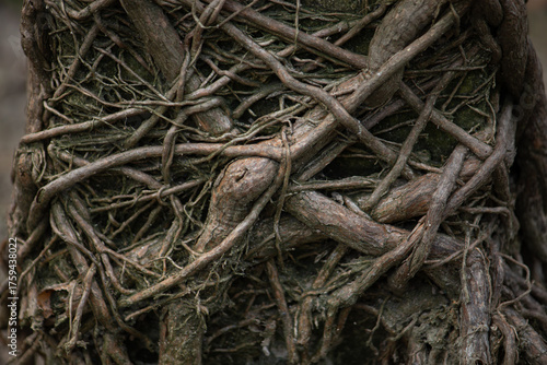 An abstract close-up background of a tangled mess of tree roots, symbolizing complexity and network connections.