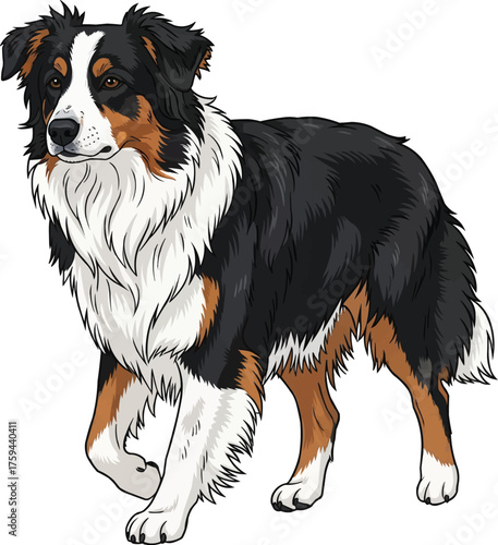 English Shepherd dog walking movement pose vector illustration