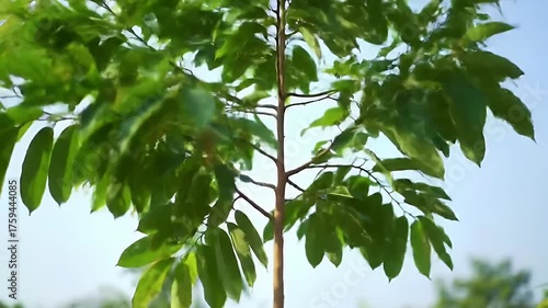 Elderly woman waters small plant outdoors with green watering can