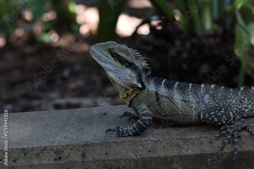 The Australian water dragon