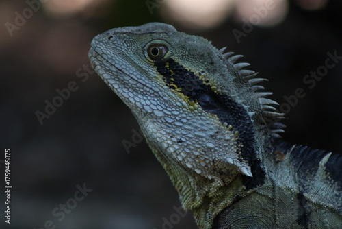 The Australian water dragon