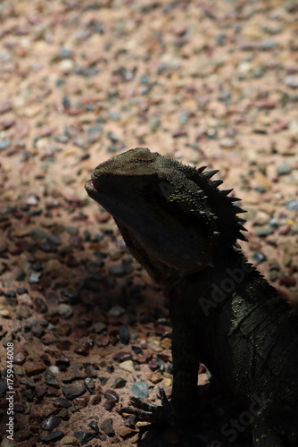 The Australian water dragon