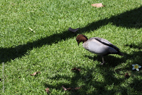 duck on the grass