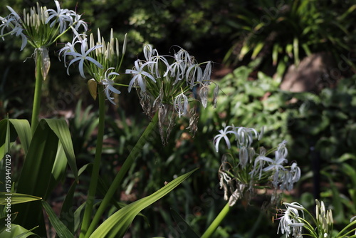 white flower in the garden