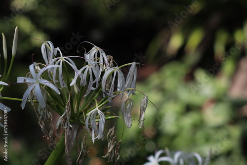 white flowers in the forest