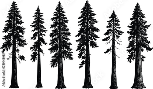 Tall conifer silhouettes, evergreen tree shapes, pine and fir outlines, forest vector elements, botanical illustration, black trees, isolated on white