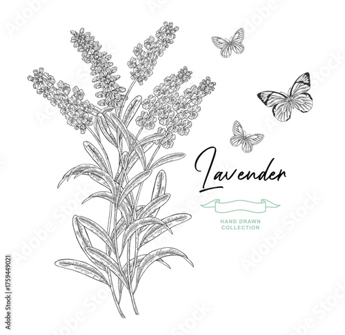 Lavender flowers, Lavandula bouquet. Hand drawn vector illustration black and white.