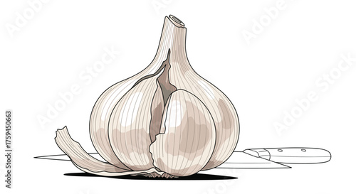 A detailed illustration of a ripe garlic bulb with peeling skin revealing cloves inside.