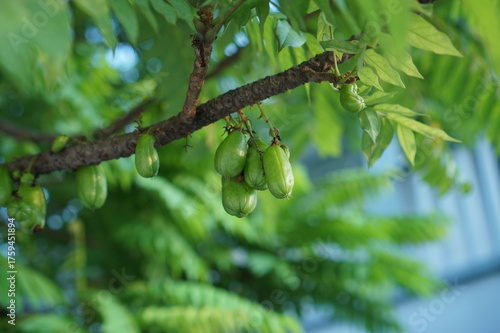 A cluster of sour Bilimbi (Cucumber Tree) fruits hang from a tropical tree branch, set against a soft, bright background. This close-up image is excellent for food, health, or traditional medicine the