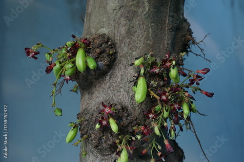 A cluster of sour Bilimbi (Cucumber Tree) fruits hang from a tropical tree branch, set against a soft, bright background. This close-up image is excellent for food, health, or traditional medicine the