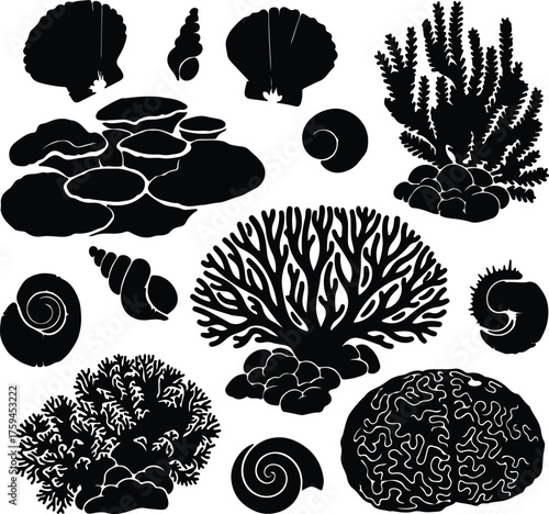 Vector various sea shells and coral collection black silhouette illustration