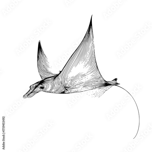 Detailed black and white ink drawing of a stingray swimming gracefully in the ocean waters below surface
