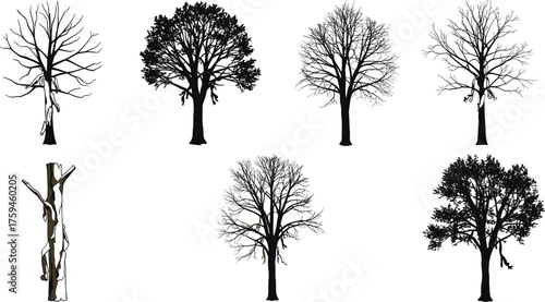 Tree silhouettes, seasonal variations, bare branches, dense foliage, ecological diversity, botanical illustration, nature art, forest elements, educational design, vector trees