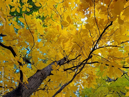 Autumn yellow leaves of carya ovata hickory tree. 