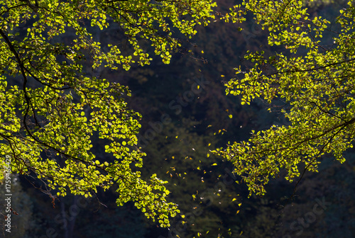 Autumn composition of tree branches and leaves in backlight, natural frame background, warm seasonal nature photography. Warm fall tones, artistic nature photography perfect for design use.