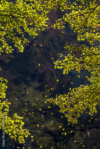 Autumn composition of tree branches and leaves in backlight, natural frame background, warm seasonal nature photography. Warm fall tones, artistic nature photography perfect for design use.