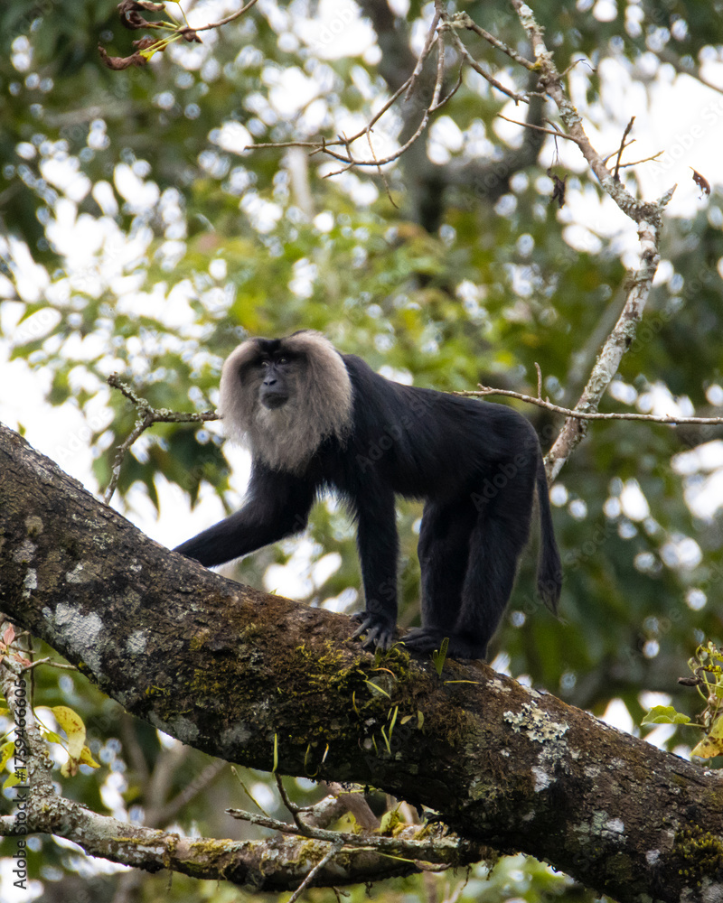 Obraz premium lion tailed macaque monkey climbing a tree