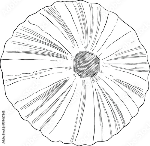 Urchin seashell hand drawn illustration