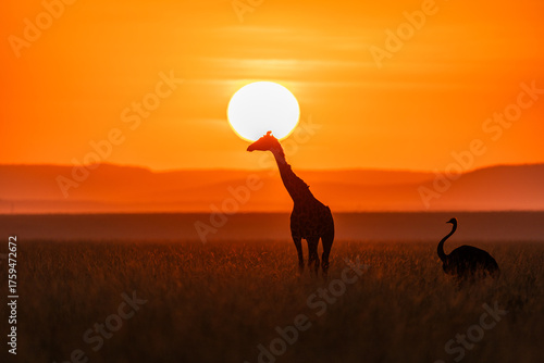 A graceful giraffe and Ostrich stands tall against the glowing African sunrise, its elegant silhouette framed by golden hour skies - capturing the timeless beauty of masai mara reserve kenya, africa