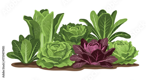 A beautiful arrangement of fresh garden lettuce and radicchio.