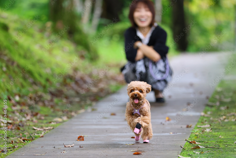 Fototapeta premium 飼っているトイ・プードルがダッシュしているのを楽しんでいるトイ・プードル