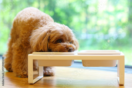 窓際でご飯を食べているトイ・プードル